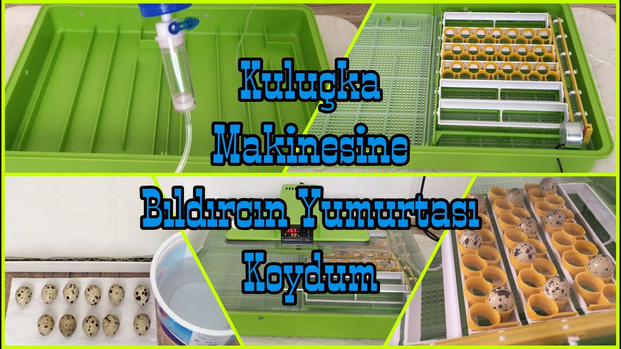 Kuluçka Makinesine Bıldırcın Yumurtası Koydum