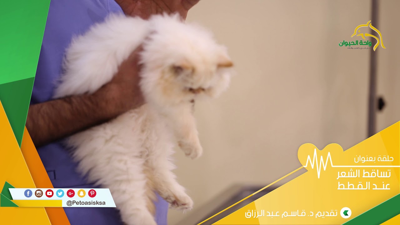 #واحة