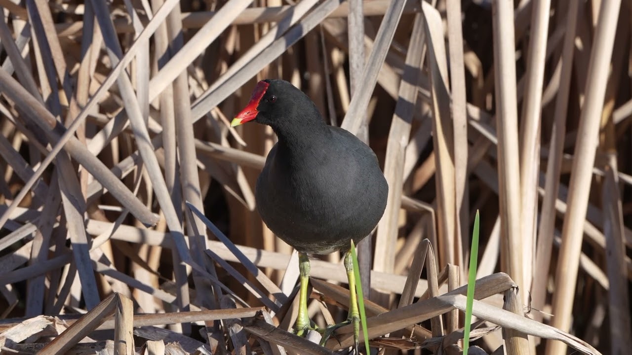 Common gallinule, Orlando Wetlands Park   4K