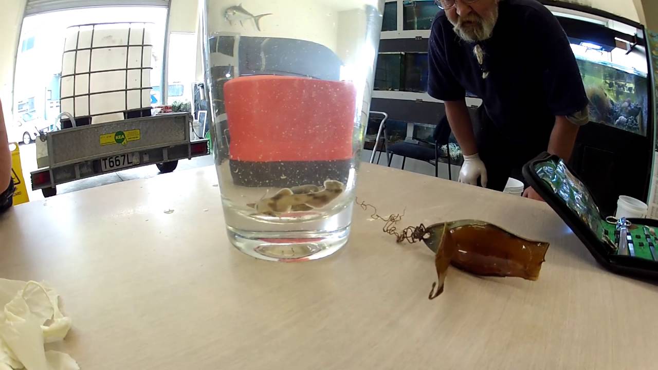 NZ Carpet Shark hatching
