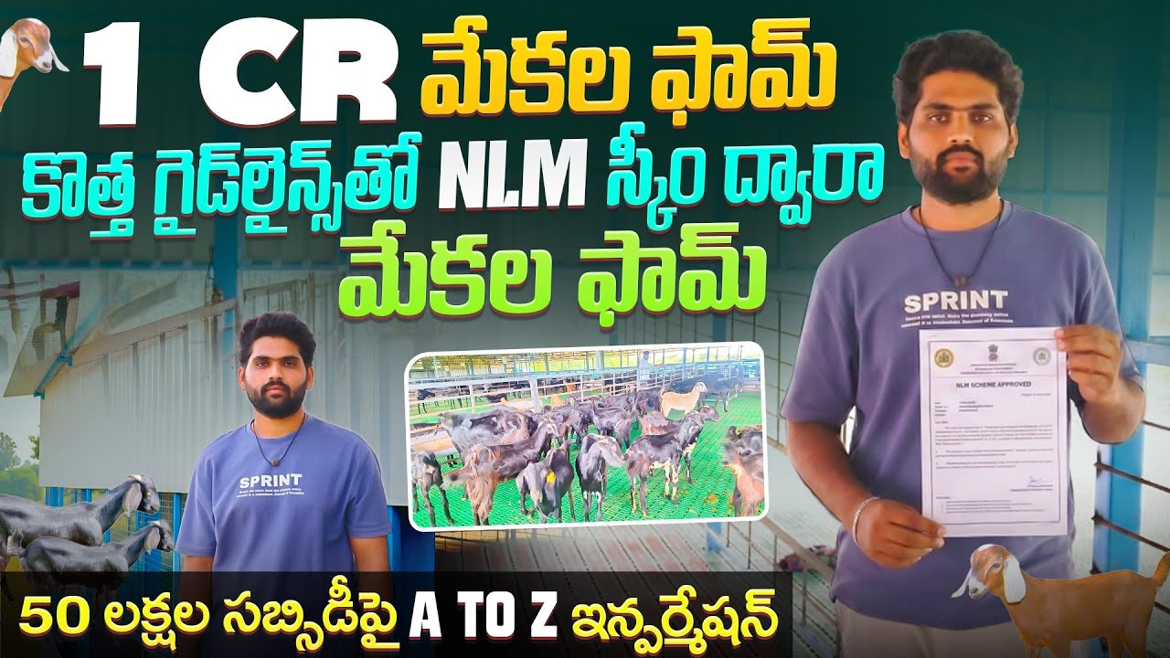 NLM Scheme new guidelines goat farming | 50 ల&zwnj;క్ష&zwnj;ల స&zwnj;బ్సిడీపై A to Z ఇన్ఫ&zwnj;ర్మేష&zwnj;న్&zwnj;
