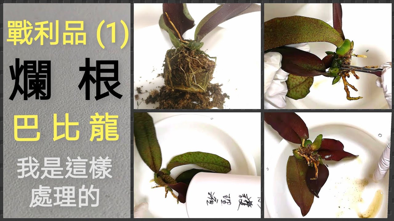 蛾形文心蘭(巴比龍)爛根處理，上盆過程及養護23/10/2021