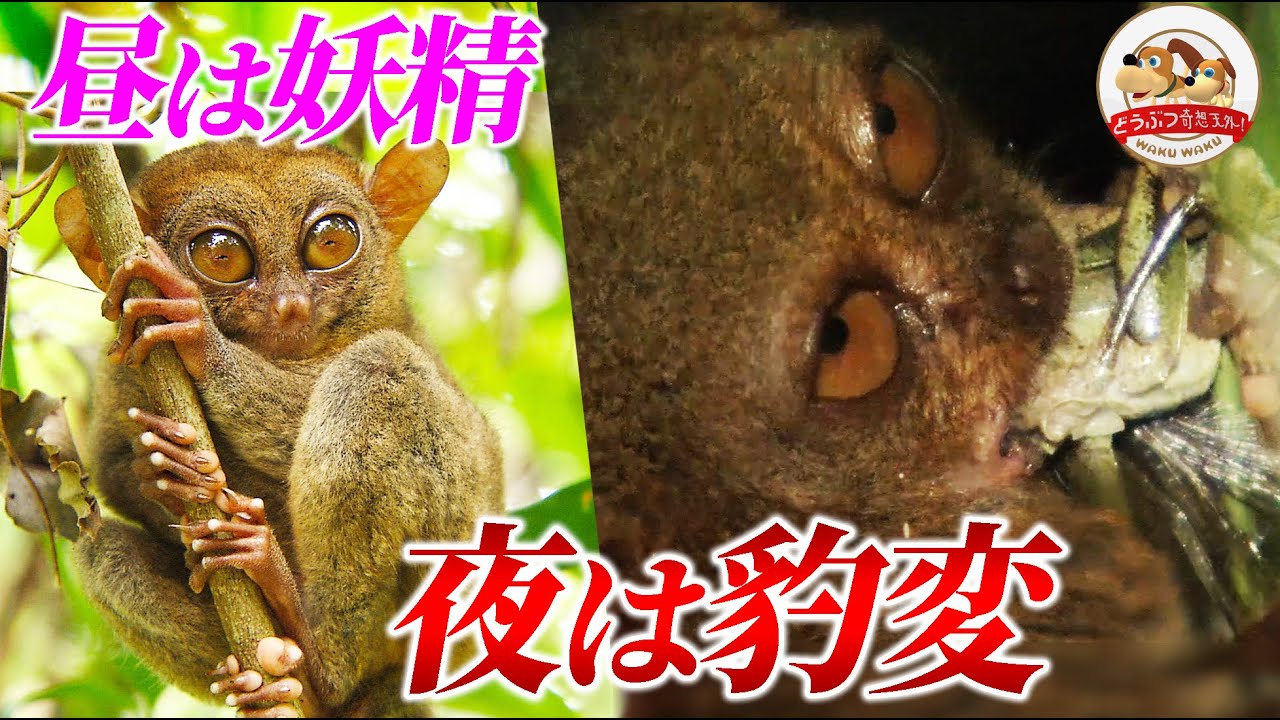可愛い”森の妖精”が夜になると豹変！熱帯ジャングルに暮らすフィリピンメガネザルのすごい捕食シーン【どうぶつ奇想天外／WAKUWAKU】