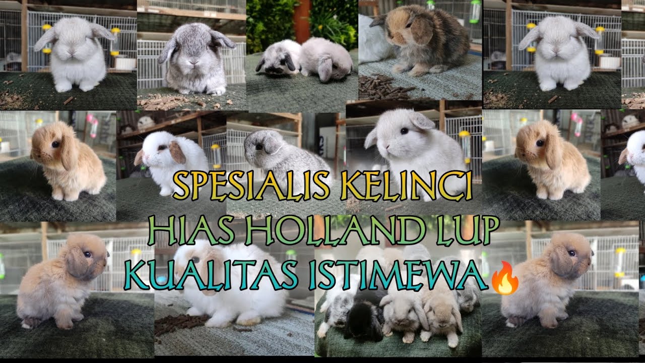 SPESIALIS TERNAK KELINCI HIAS HOLLAND LOP 2024‼️