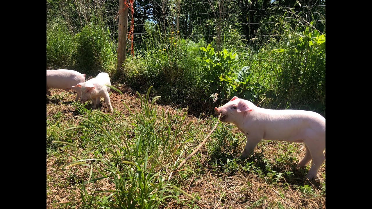 104 little pigs taste, smell and feel freedom!