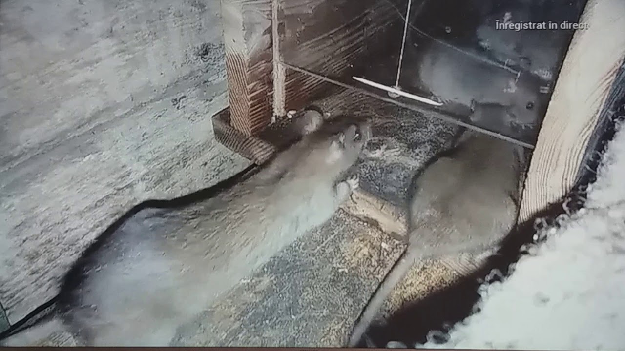 Capcană pentru șobolani