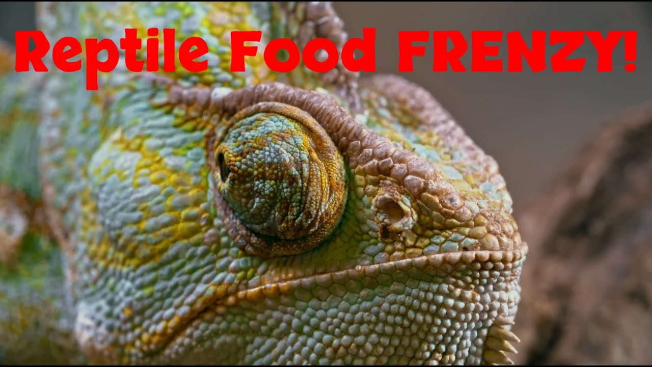 Reptile Nutrition - Reptile SHOWDOWN: Crickets, Mealworms or Worms? Ultimate Reptile Foods 101