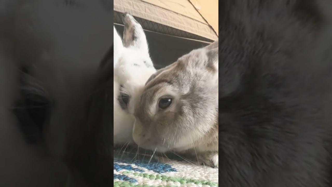 This Bunny's Unbelievably Cute Gesture Has People Mesmerized! #2023 #Viral #FYP