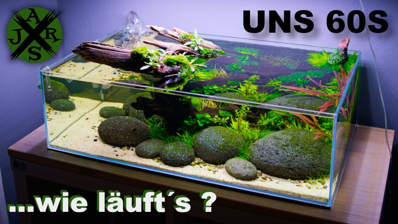Flaches Aquarium große Wirkung | So läufts im UNS 60S | JR Aquascaping