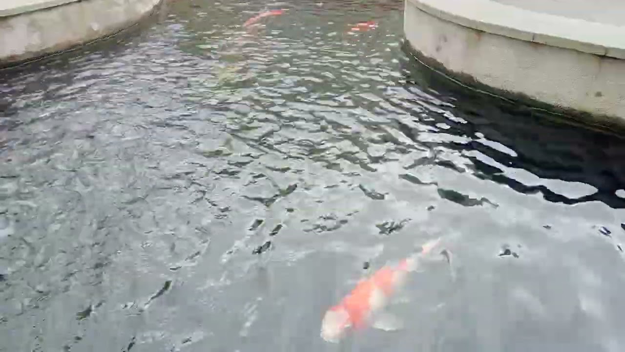Ikan Koi Ikan Hias Kolam Summaba #ikanhias #ikankoi #koifish #koi #fish #ikankoidikolam #shortvideo