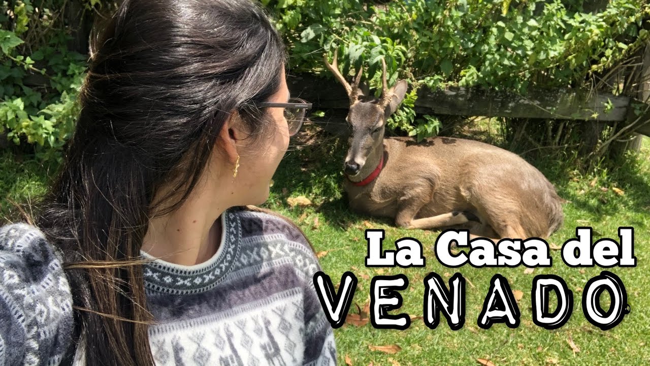 LA CASA DEL VENADO EN CAYAMBE | | #LugaresEspeciales #Iva