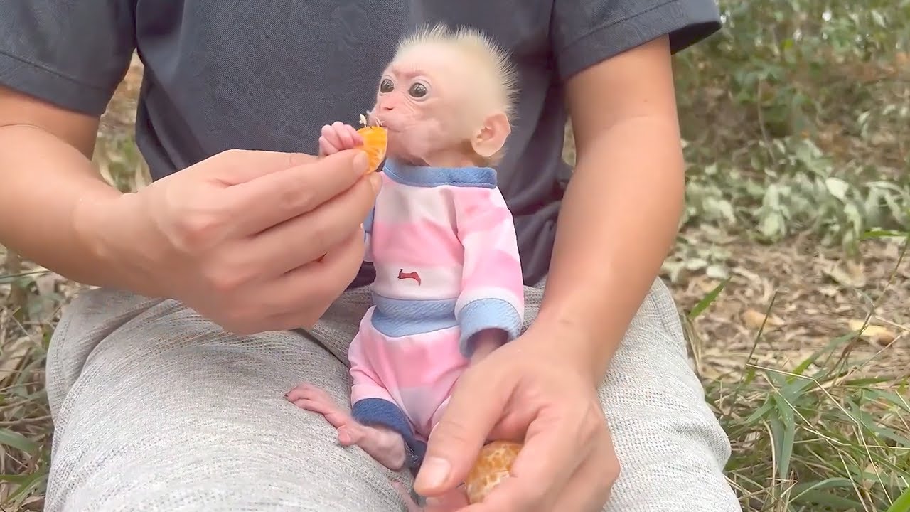 The baby monkey and Dad go on a picnic to relax and enjoy the scenery!
