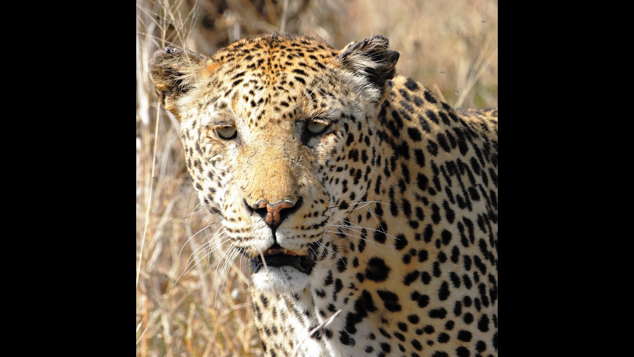Kruger National Park - Berg-en-Dal Aug 2023