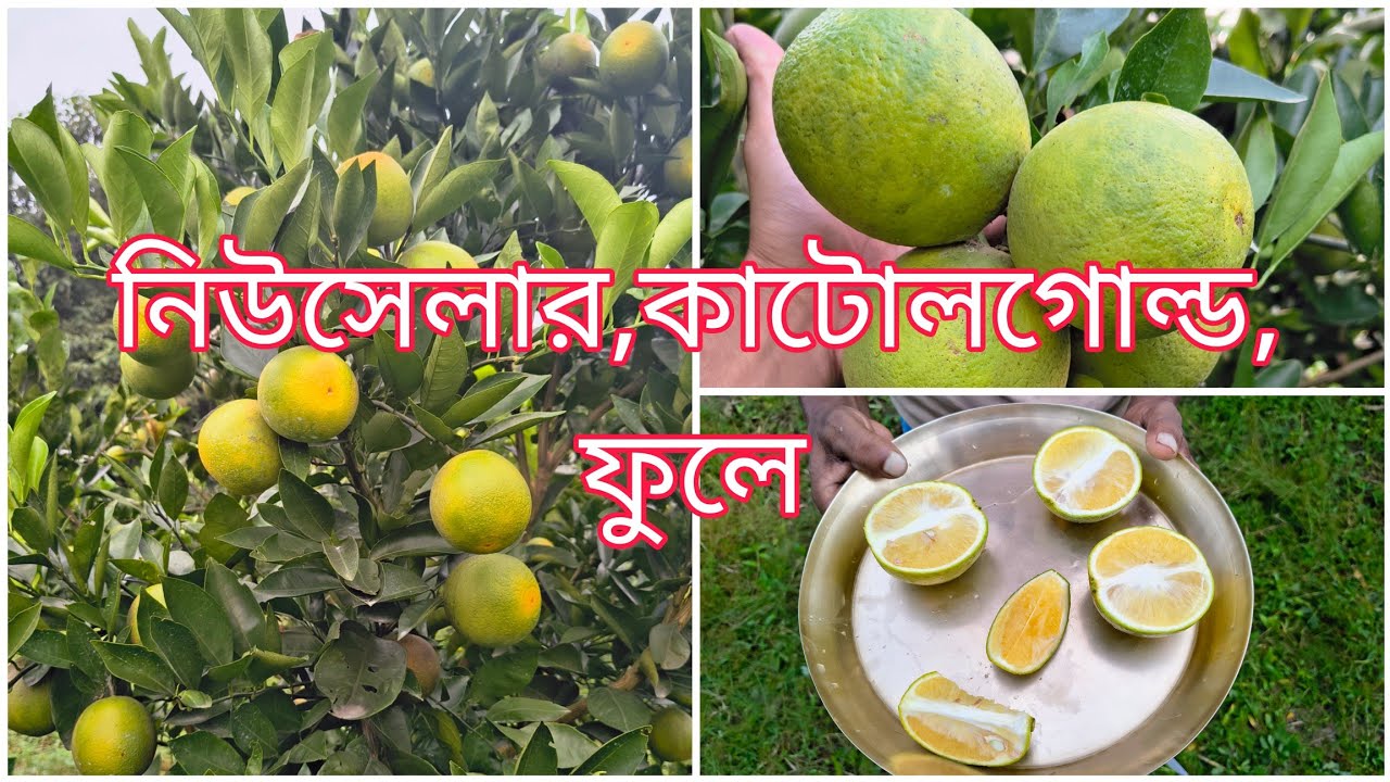 বিশ্ব বিখ্যাত মসুম্বি জাত l World famous mosambi variety 