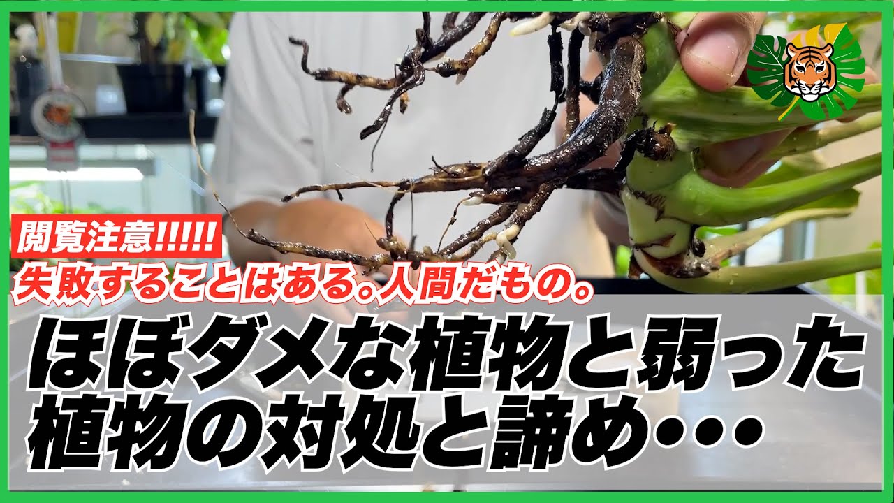 【弱った植物】閲覧注意!!弱っていたりダメそうなモンステラ、アンスリウム、アグラオネマ、モウセンゴケなど11株を対処したり諦めたり・・・