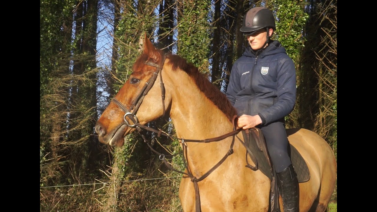 Halley - Ballyrue Equestrian