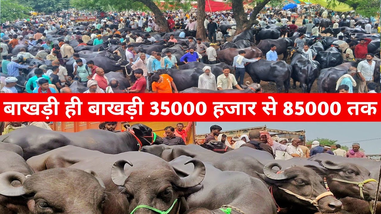बाखड़ी ही बाखड़ी 35000 हजार से 85000 तक | pachokhara pashu mandi | Buffalo Market | pashu mandi 