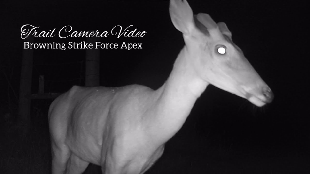 Browning Strike Force Apex Trail Cam Video May 13-21, 2022