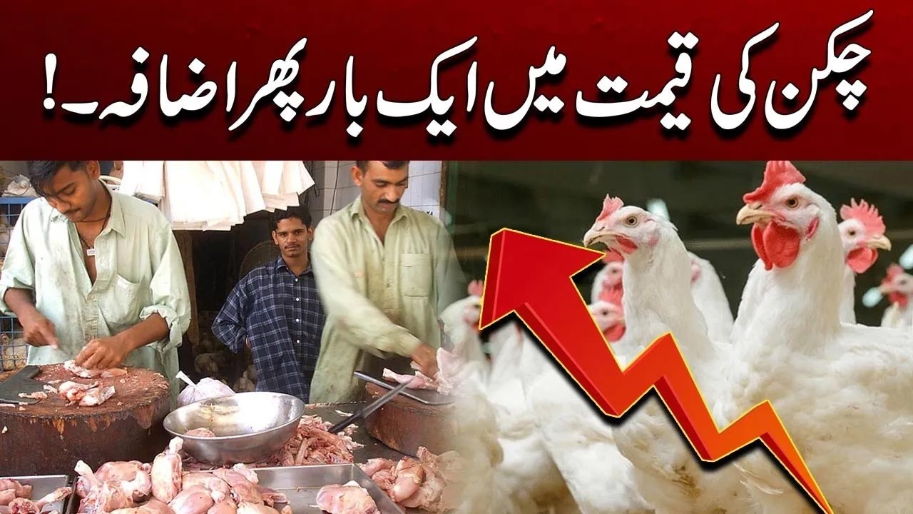 Big Increase In Chicken Price | Breaking News | Today Rate List | City41