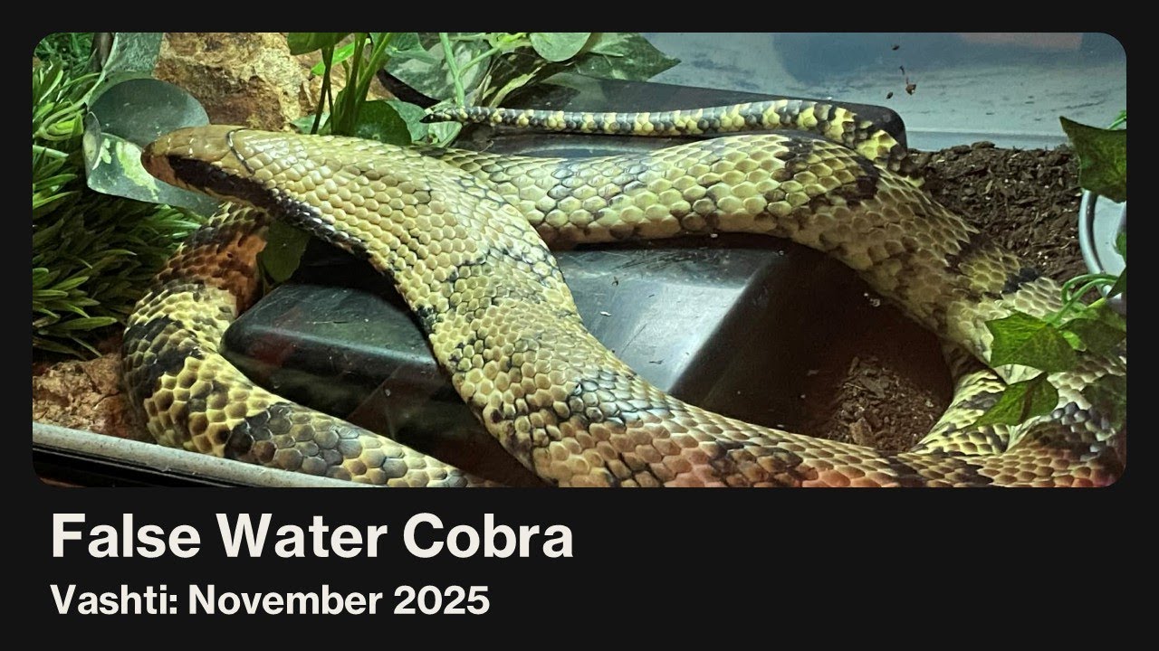 Ложная водяная кобра: Вашти, ноябрь 2025 г.