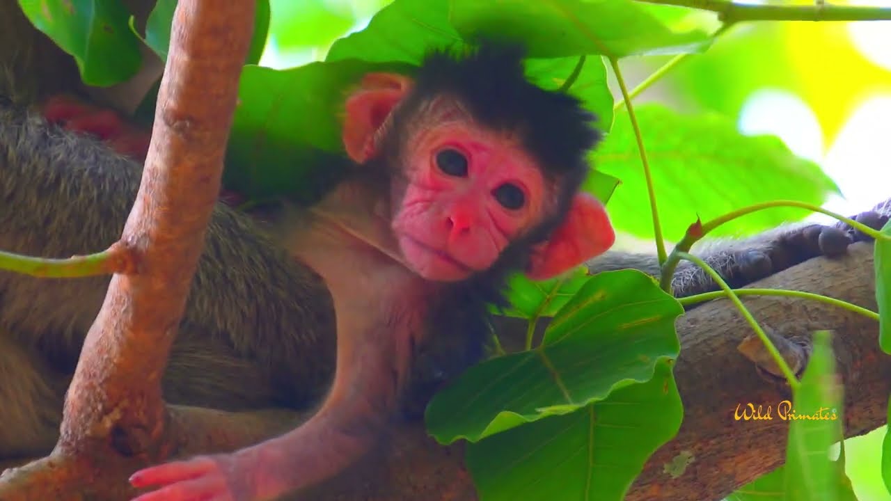 Unbelieveable! Baby monkey just born, the behavior is extremely rextraordinary cute