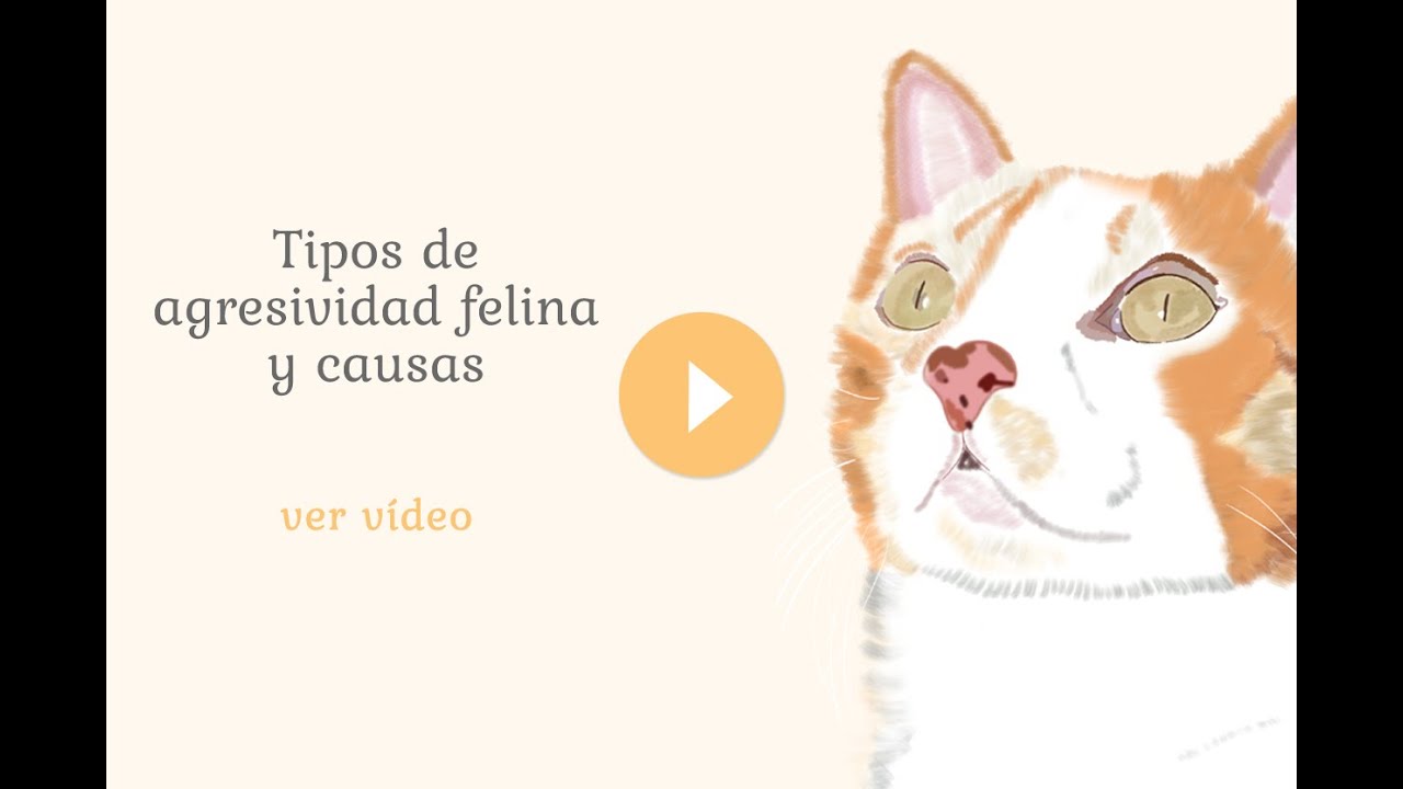 Tipos de agresividad felina y causas