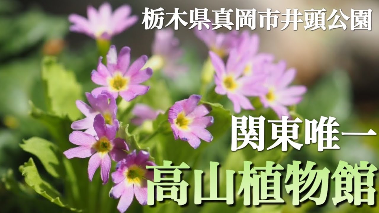 【高山植物・山野草】 関東唯一の高山植物館 井頭公園 花ちょう遊館  真冬でもたくさんの花々に出会えます