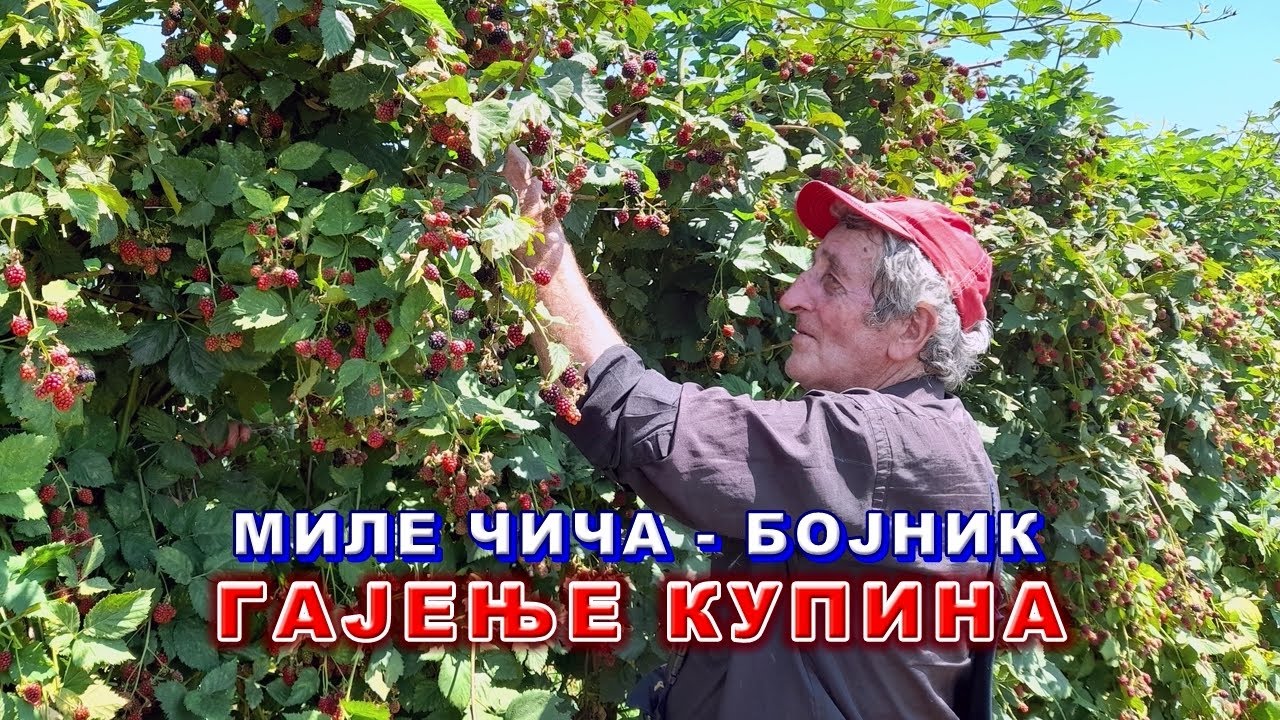 МИЛЕ ЧИЧА И КУПИНЕ