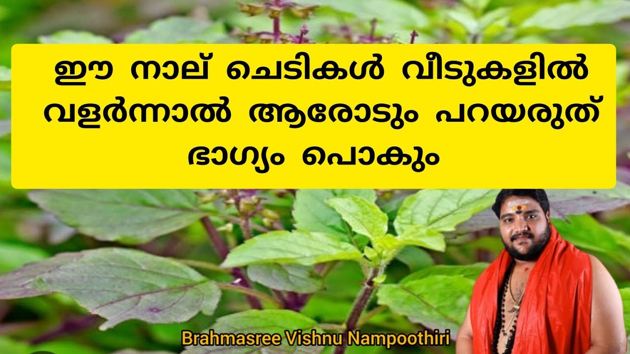 ഈ നാല് ചെടികൾ വളർന്നാൽ ആരോടും പറയരുത് ഭാഗ്യം പോകും | Brahmasree vishnu nampoothiri | 9567955292 |