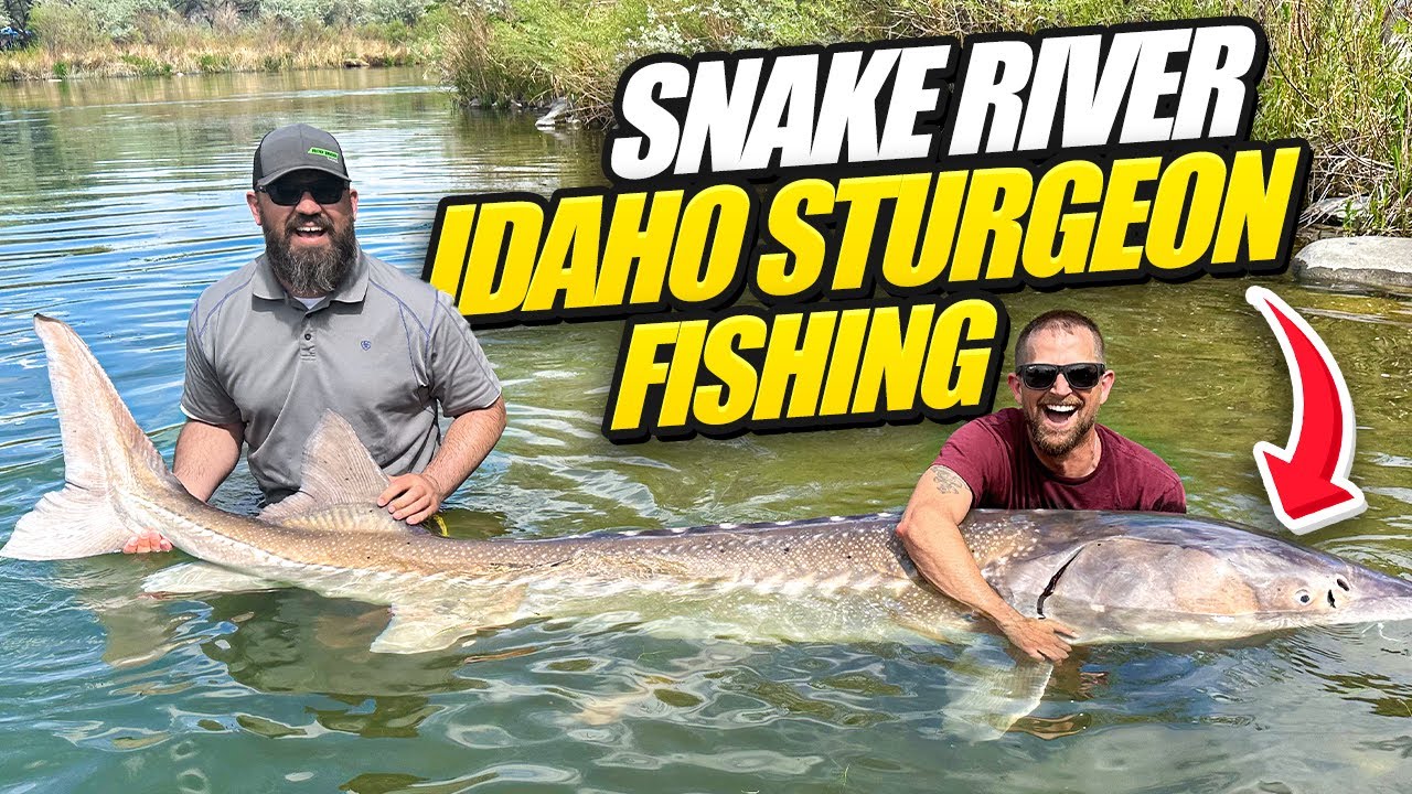Monster Sturgeon Caught On Snake River Idaho - Biggest White Sturgeon Fishing Adventure
