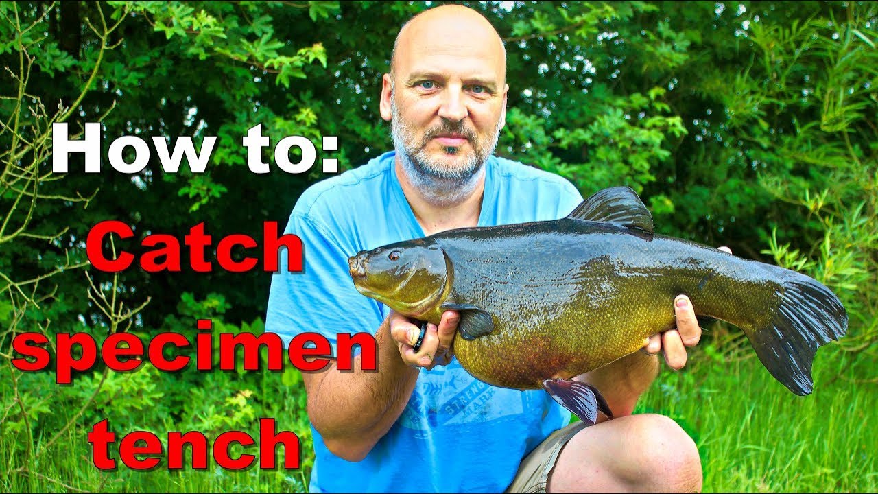 Tench fishing how to: Maggot helicopter rig