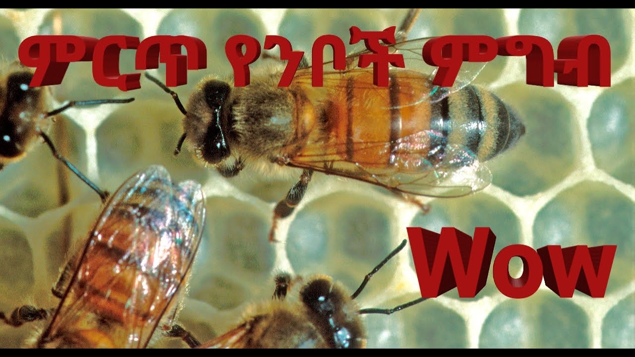 የንቦች አበባ