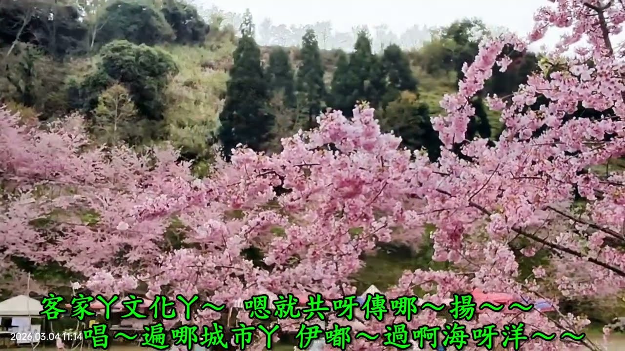 半山謠〜王鳳珠 【客家小調】《恩愛農場賞櫻集錦》