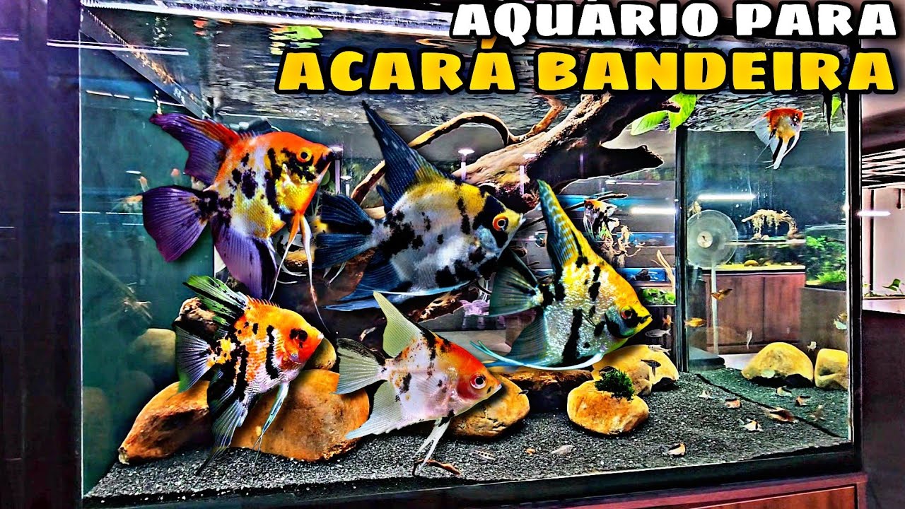 AQUÁRIO DE ACARÁ BANDEIRA - DICAS PARA INICIANTES