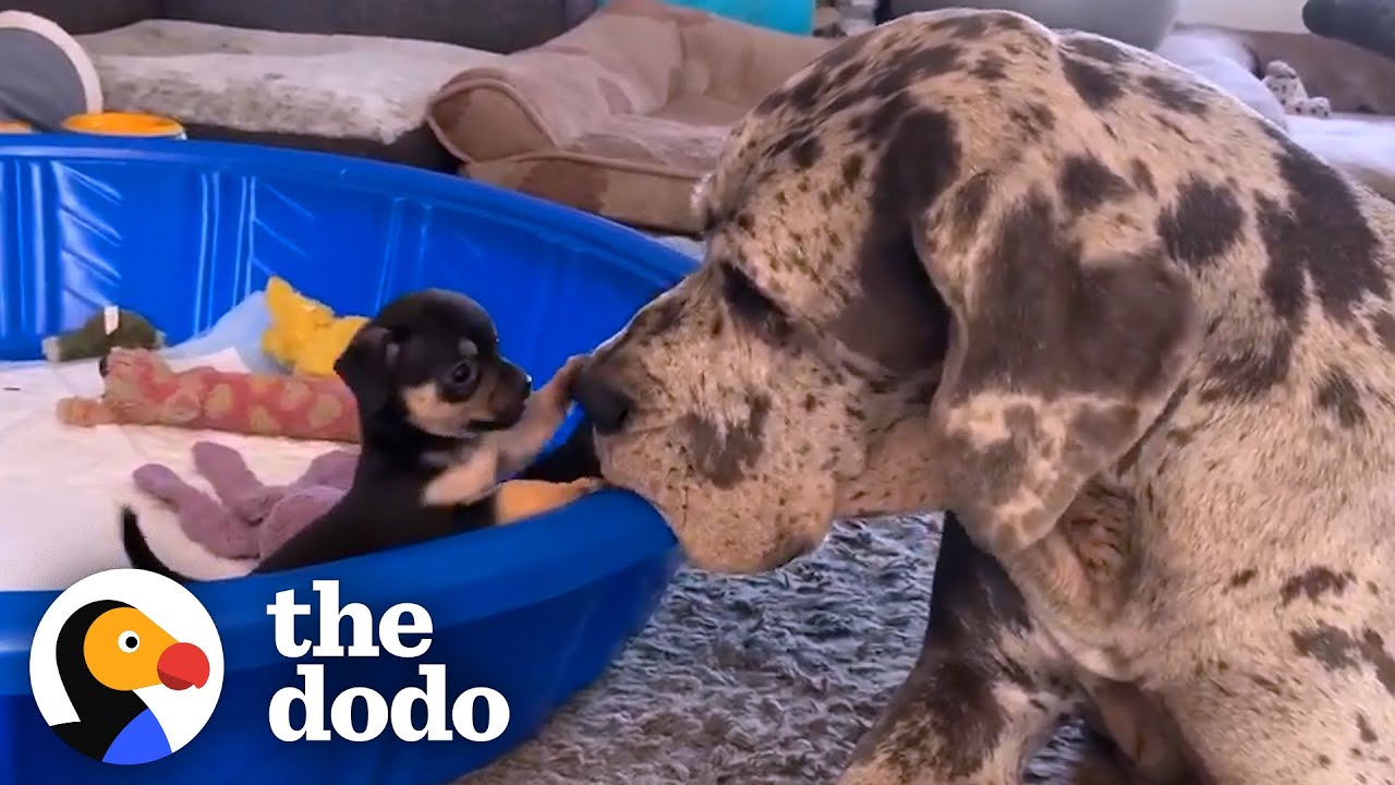 Гигантский немецкий дог вырастил сотни крошечных щенков и котят | The Dodo