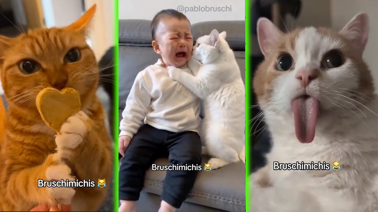 BRUSCHIMICHIS 😹 | 1 Hora De Risa | Nuevos Videos de Gatos Divertidos y Chistosos #3