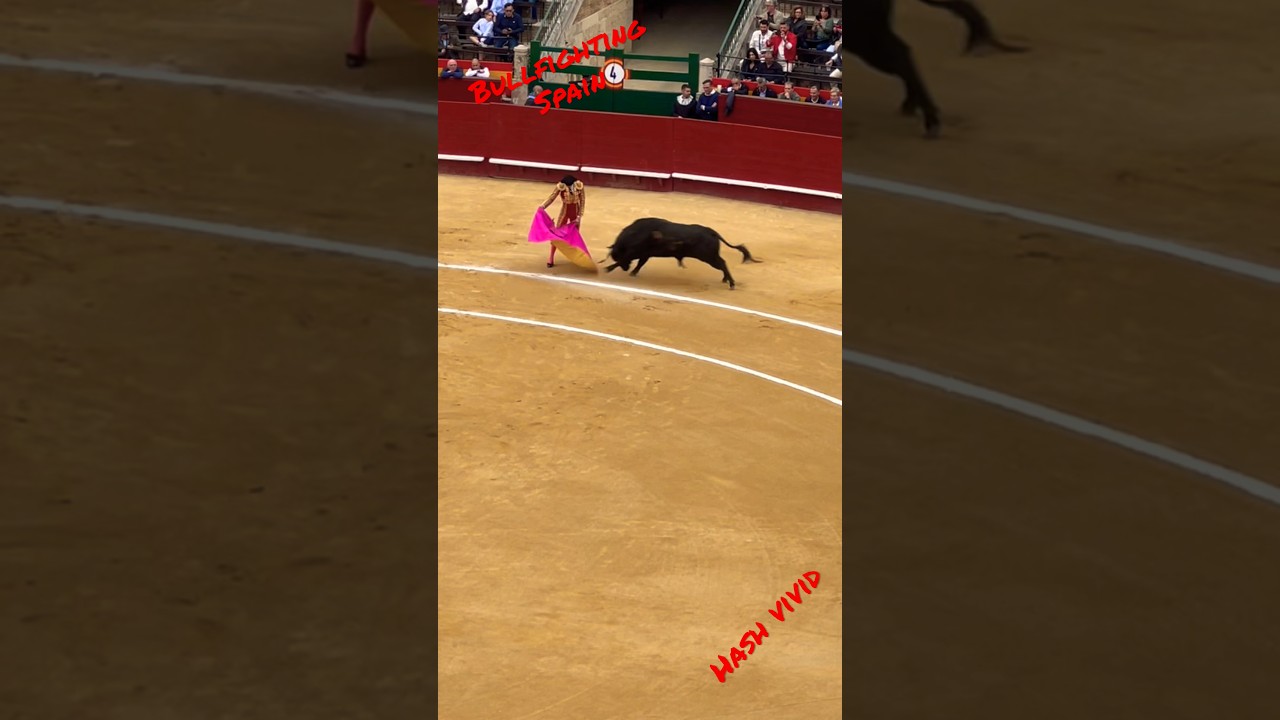 Bullfighting  #Spain #bullfightathometown #travel  #travelvlog #vlog #valencia #animals #shorts