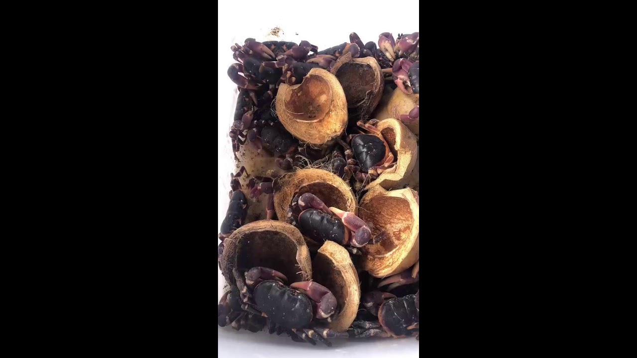 @cadacsan 🦀 Cua Diệp Đặc Sản  Đảo Lý Sơn! #cuadiệp #đảolýsơn @contomviet @thuysanwork