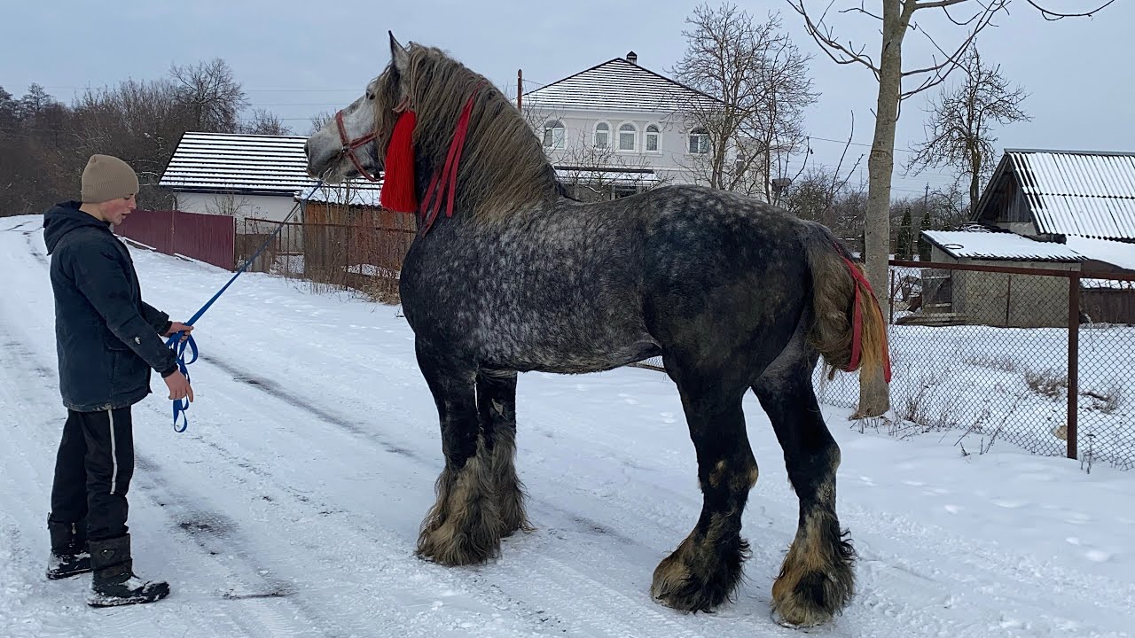 🎬👌Внас обновка жеребець француз 🔥👏