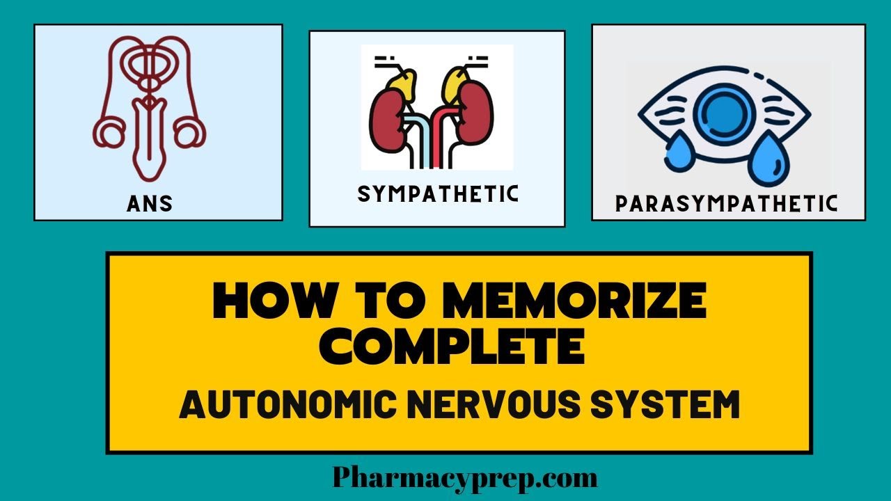 Autonomic Nervous System-MNEMONICS [PTCB, PEBC, NAPLEX, FPGEE, KAPS, NCLEX]