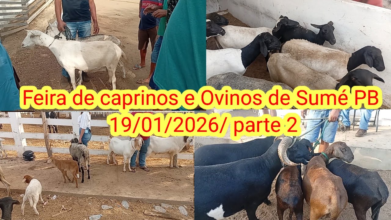 Feira de caprinos e Ovinos de Sumé PB 19/01/2026/ parte 2