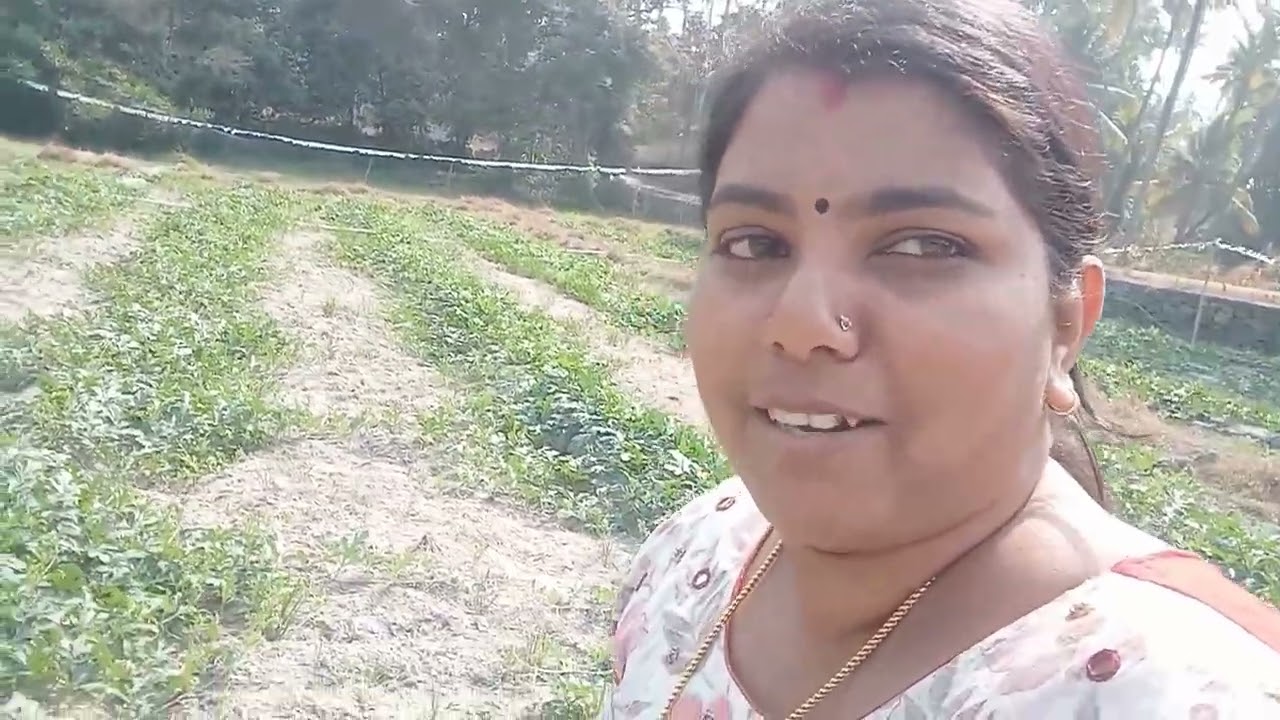 ശ്രീരാമൻ ചിറ തൃപ്രയാർ ചെമ്മപുള്ളി  പാട ശേഖരം തണ്ണിമത്തൻ കൃഷി ❤️❤️❤️❤️######🥰🥰🥰🥰#№###