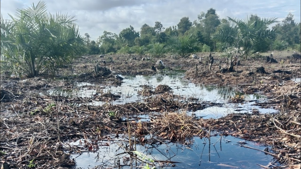 Semalaman Full Hujan Begini Kondisi Kebun Kita..