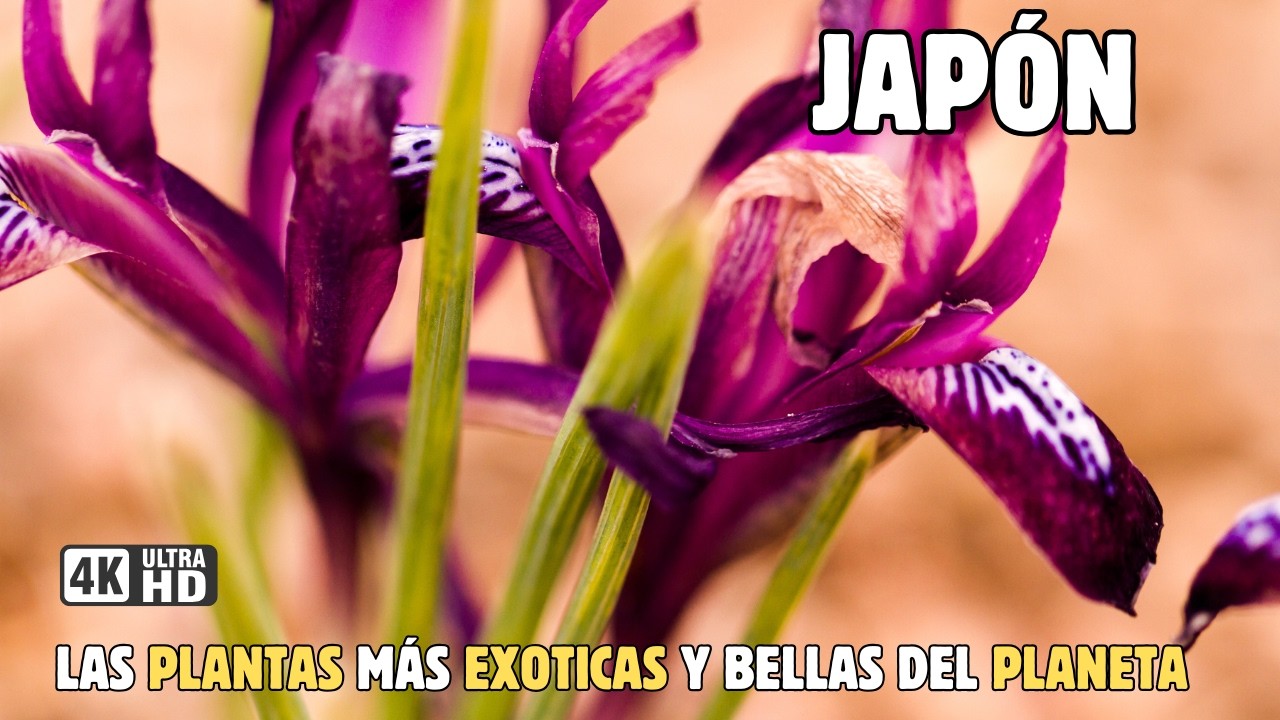 JAPÓN: Las PLANTAS Más Exóticas y ESPECTACULARES Del Planeta | DOCUMENTAL Episodio 1