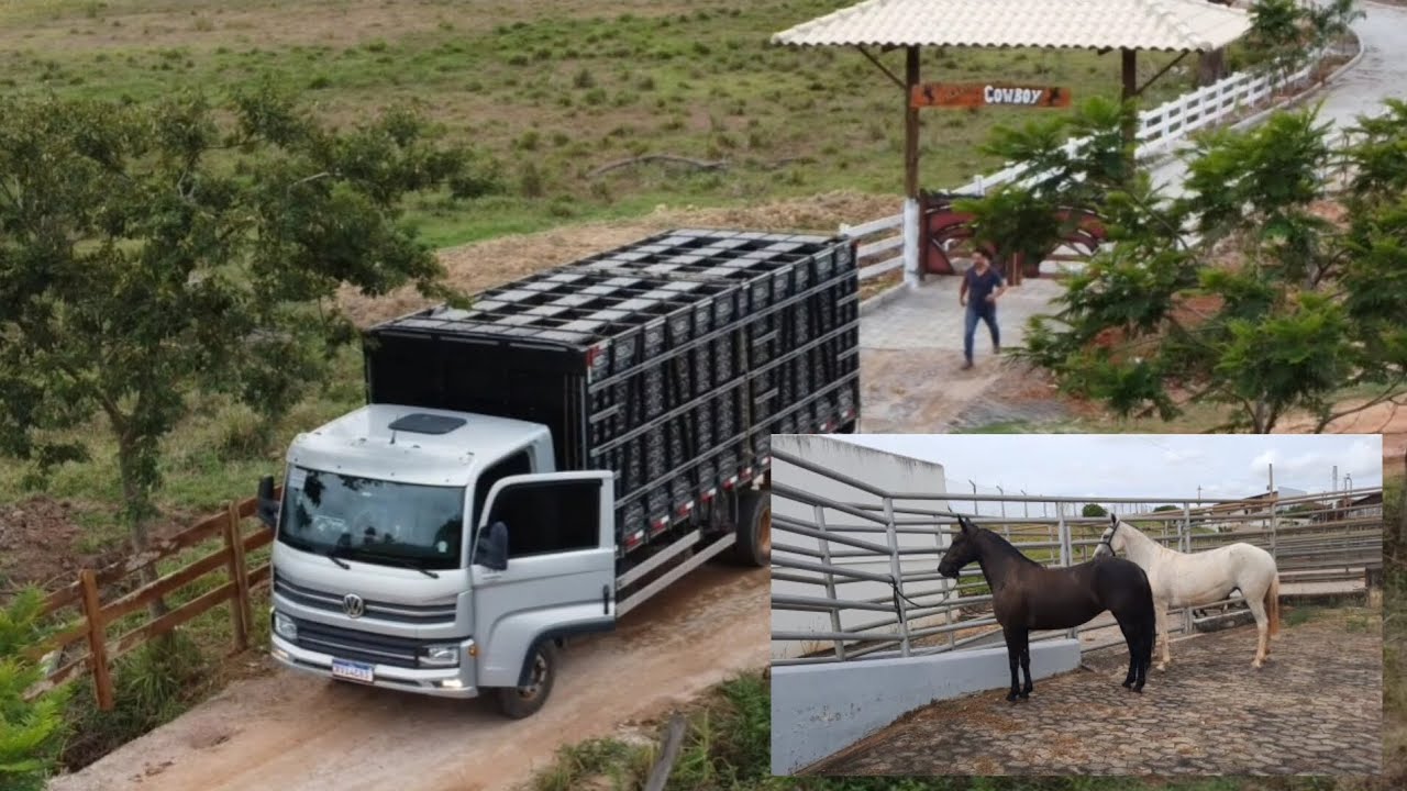 Transporte de lindas éguas para o Rancho do Cawboy em Jampruca, MG