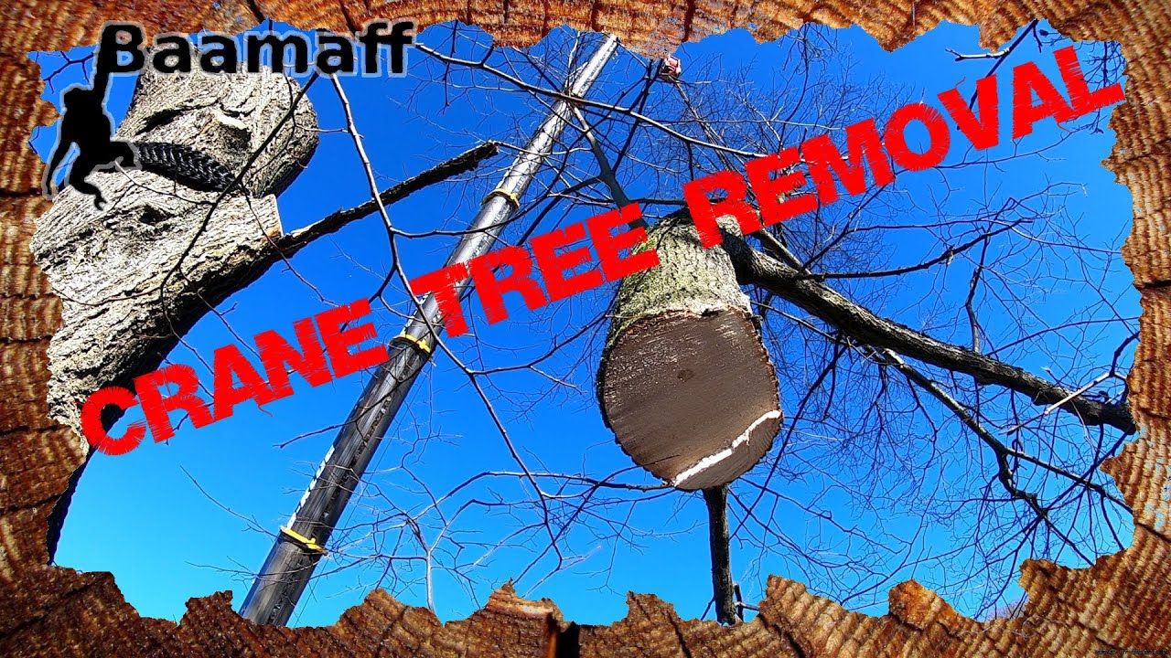 WIE WÄR´S DENN MIT ´N KRAN ?!?🏗 - Abtragung einer großen Linde unter erschwerten Bedingungen💪🪓🌳