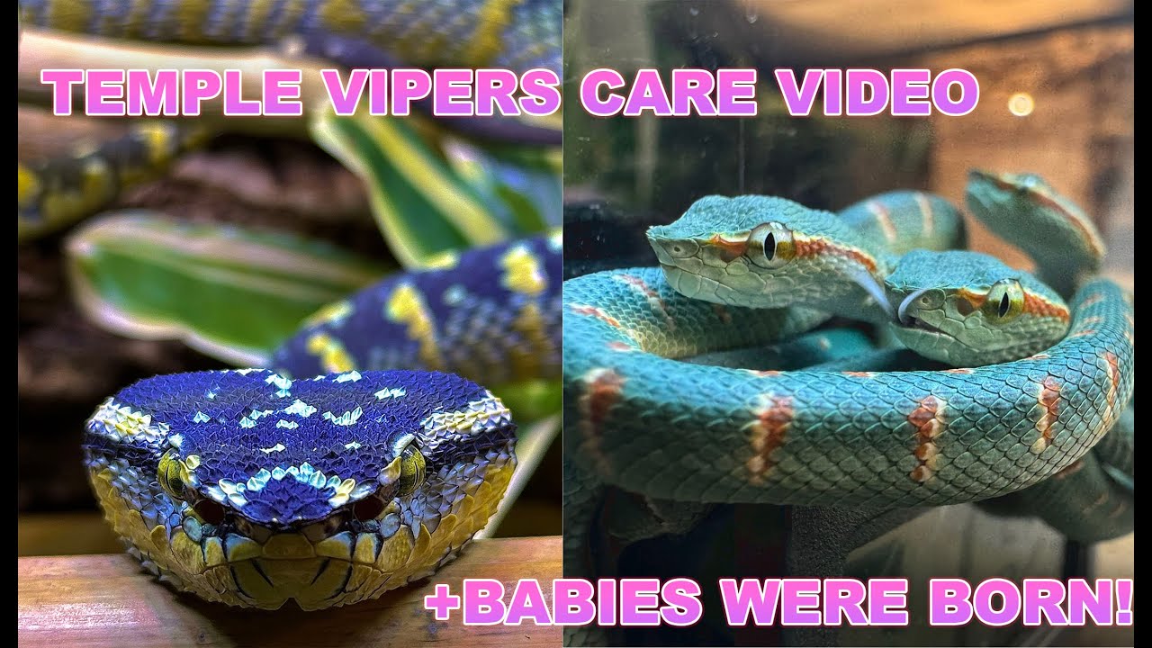 Temple vipers (tropidolaemus) care + baby wagleri were born!