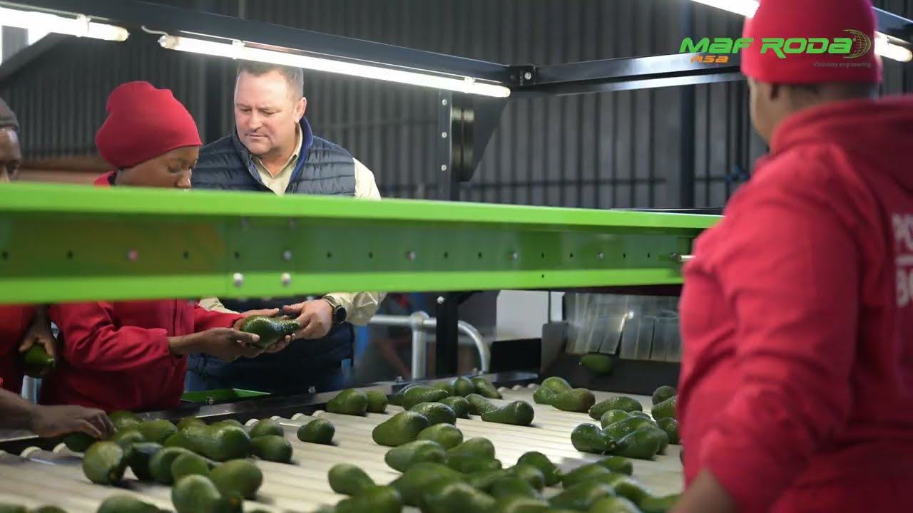 2025 - AVORIDGE (SOUTH AFRICA) - Avocado packing line - POMONE IV P112.5 Inclined