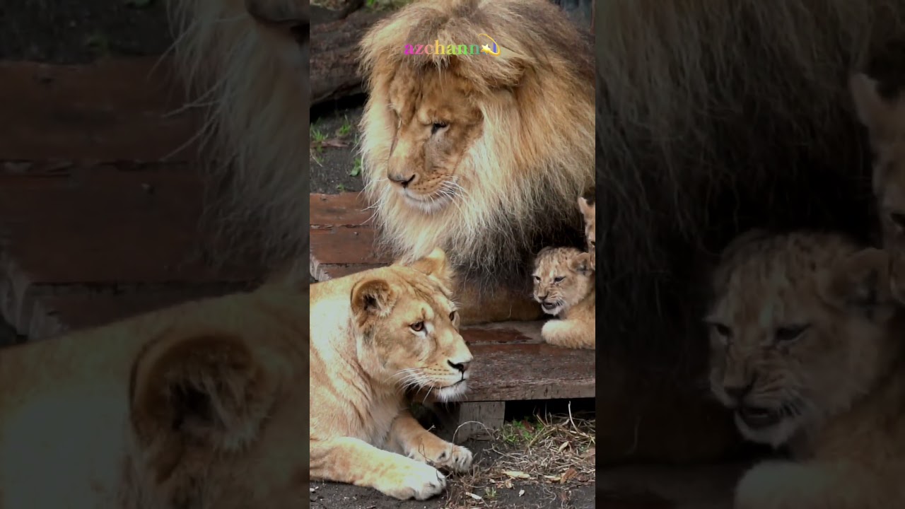 子育てママは忙しい☔️🐱旭山動物園のライオンママ👑Mom is busy.#shorts  #lion #baby