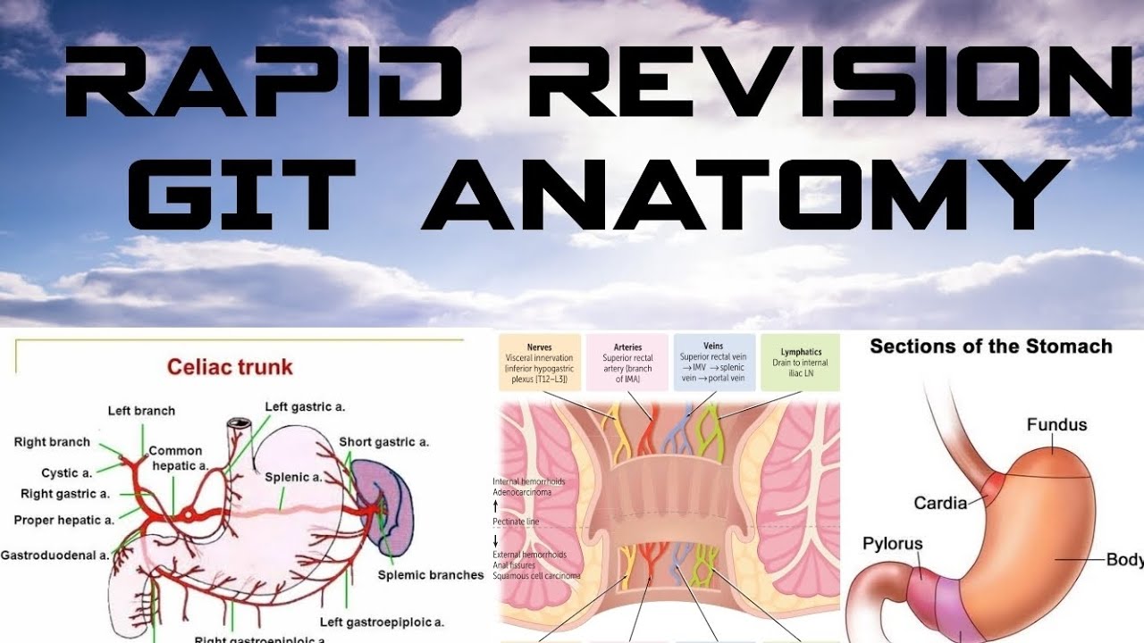 Rapid Revision GIT Anatomy | Gastrointestinal Tract Anatomy | FCPS l MBBS